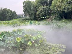 -荷塘月色湿地公园·向阳花洲