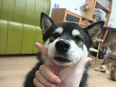 -是阿柴呀！柴犬咖啡·爱喵喵猫咖