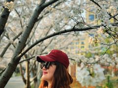 -高东镇樱花园