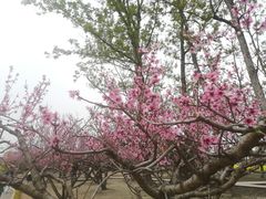 -中国天府农业博览园