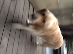 iphone_upload_pic-喵汪宠物生活馆(涞坊路店)