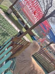 -萌宠亲子动物乐园(槐房万达店)