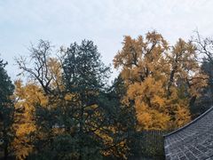 -大觉寺-停车场