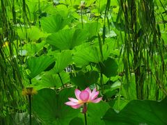 -莲花池公园
