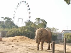 -上海野生动物园