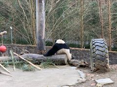-都江堰中华大熊猫苑