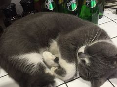 猫咪-MIKAKU(万达广场上海宝山店)