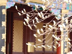 -护国法轮寺