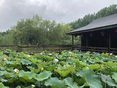 -溱湖国家湿地公园