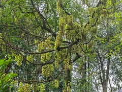 -南宁良凤江国家森林公园