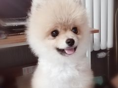-达爱动物医院·犬猫分区·CT·复杂眼科(远洋山水分院)