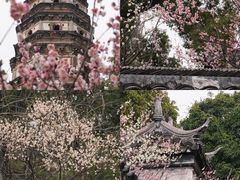 -苏州上方山国家森林公园