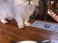 -more than meow吴止猫主题餐厅(承德 中船汇店)