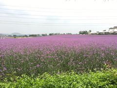 -紫颐香薰山谷景区