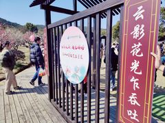 -香雪海