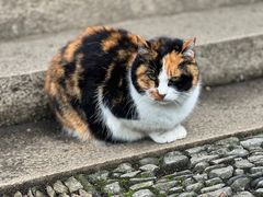 -西园寺