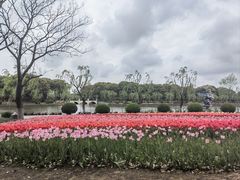 -上海鲜花港