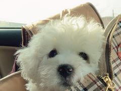 -翊宠yipet猫狗购宠庄园犬舍•猫舍