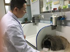 -北京观赏动物医院·24小时大型综合·猫专科·异宠专科