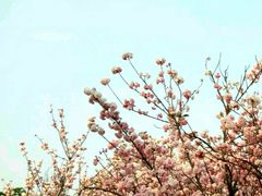 -天适樱花悠乐园