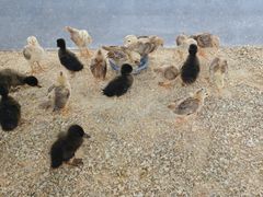 -宁波九龙湖开元度假村