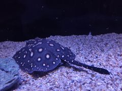 -上海海洋水族馆