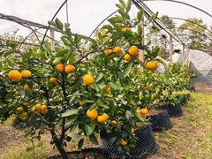 -前小桔亲子创意农场·草莓采摘·露营烧烤