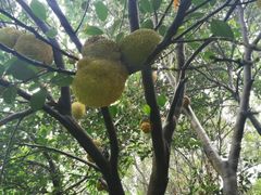 -福建鲤鱼洲酒店