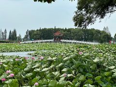 -洪湖生态旅游区