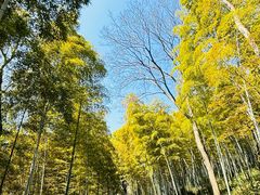 -上海佘山国家森林公园天马山园