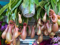 -溪岸路花鸟市场