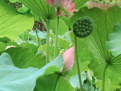 -陈家山荷花公园