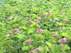 -沐仙湖湿地公园