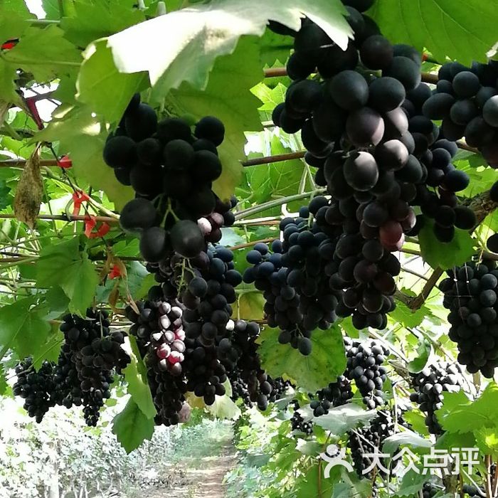 沙窝老闫葡萄园