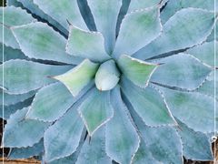 -北京植物园-展览温室