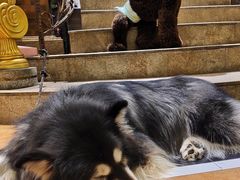 -more than meow吴止猫主题餐厅(承德 中船汇店)