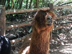 -海南热带野生动植物园