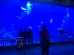 -烟台海昌鲸鲨海洋公园