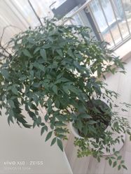 -HEYAN荷妍专业脱毛连锁机构