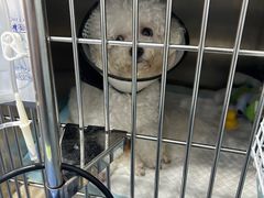 -博特宠物医院24h犬猫全科.骨科·异宠