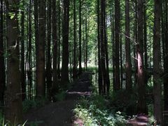 -桤木河湿地公园