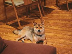 -柴务处·柴犬主题狗咖