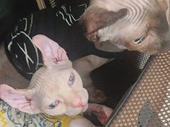 -佳雯宠物医院·皮肤科·内外科(春晓路分院)