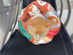 -瑞派动物医院·猫专科·至诚(江南中分院)