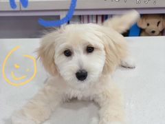 -瑞鹏宠物医院·爱宠堂·骨外专科(西荷分院)