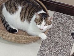 -安安宠医安欣宠物医院