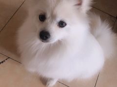 -美联众合爱康动物医院•复杂内科•肿瘤科•牙科•腔镜诊疗中心
