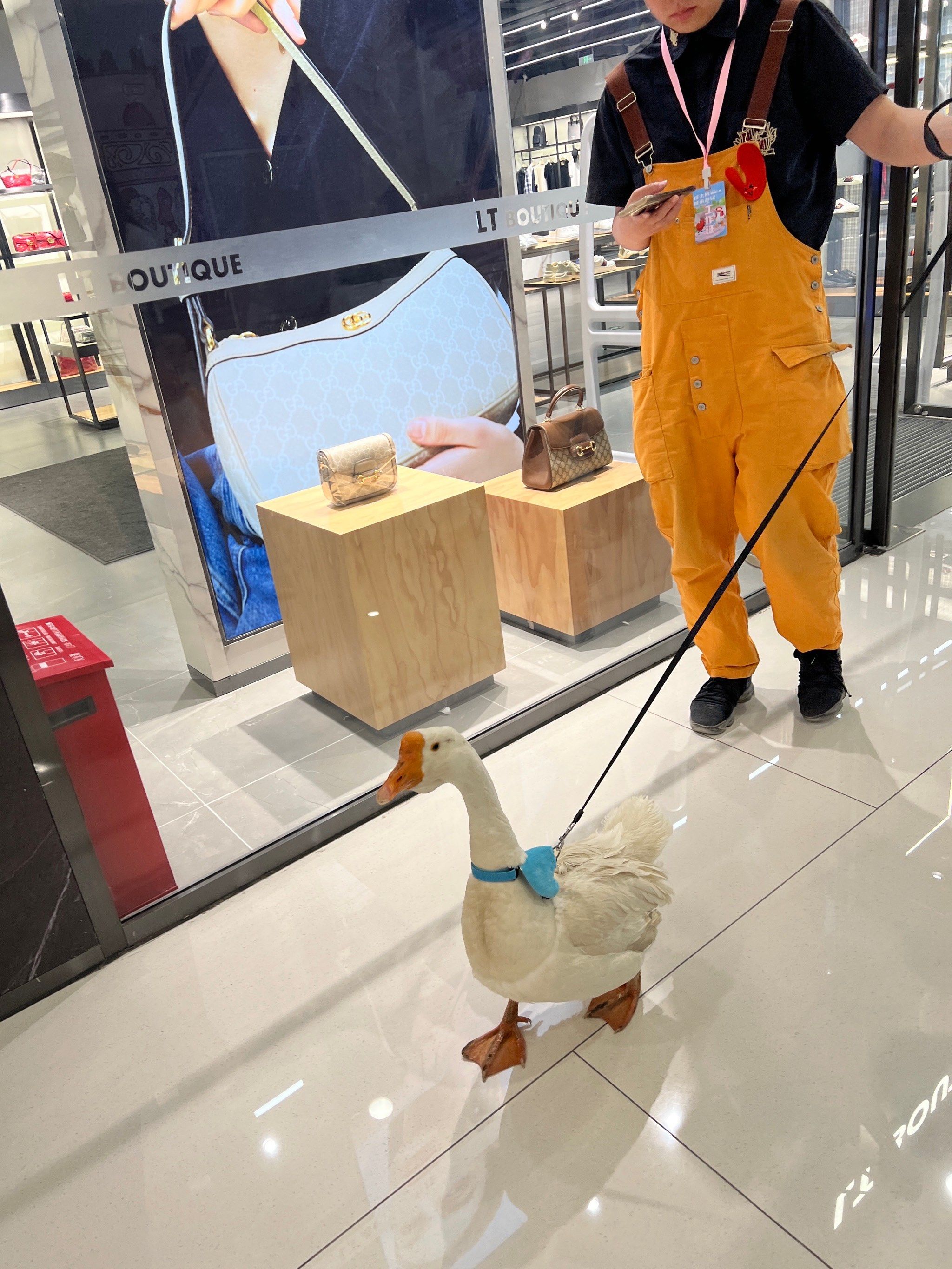 谁能想到商场里还能撸大鹅啊