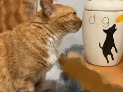 -彩虹桥宠物火化殡葬善终服务(金乐大厦店)