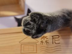-猫咪派对(江南西店)